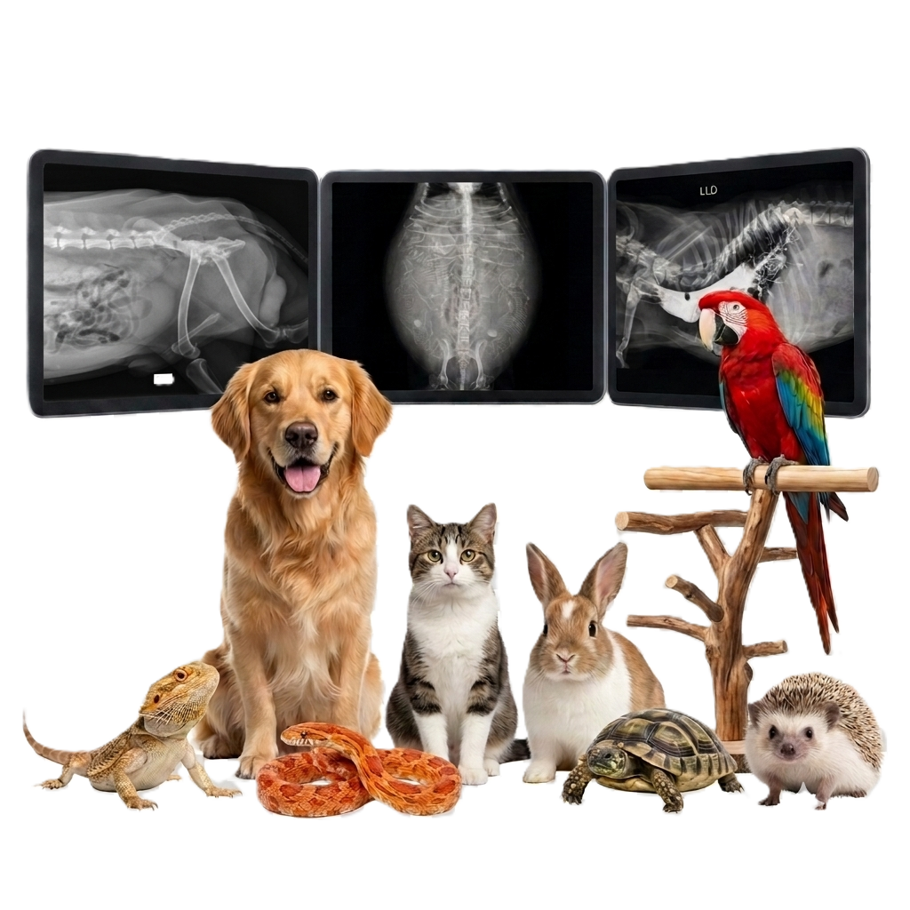 Cães, gato, coelho e arara com radiografias veterinárias ao fundo